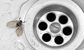 drain flies drain fly identification