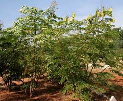 Image result for Caesalpinia sappan