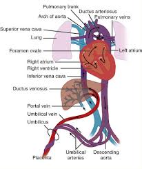 The fetus is connected by the umbilical cord to the placenta. Fetal Circulation