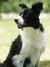Growth Weight Of Border Collies Border Collie Puppies Border Collie Collie