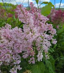 Image result for Syringa prestoniae