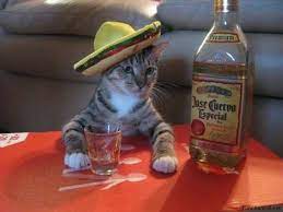 Party Cat Blank Template Imgflip