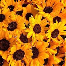 Pin On Yellow