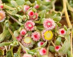 Image result for Helichrysum argyrosphaerum