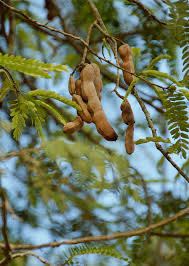 Image result for Tamarindus