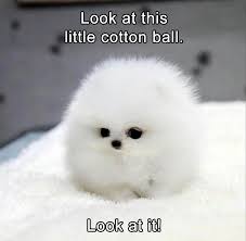 Funny Animal Pictures Of The Day 24 Pics Daily Lol Pics Cute Animals Funny Animals Baby Animals Funny