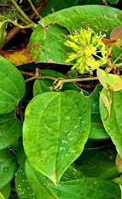 Image result for Smilax