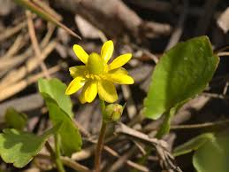 Image result for Ranunculaceae