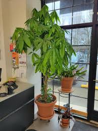 Image result for Pachira glabra