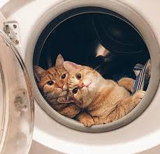 Iki Sarisinin Ev Halleri Cute Kittens Komik Hayvan Fotograflari Kedi Esprileri