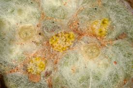 Image result for Galeomma