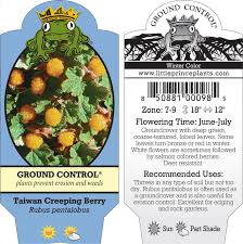 Image result for Rubus iringanus