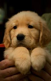 Golden retriever is one of the two most popular family dog breeds in the world. Pin On Golden 3