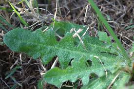Image result for Hypochaeris radicata