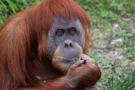 Going Ape And Predicting The Super Bowl Once Again Le Le One Of The Zoo S Giant Pandas Will Predict The Winner Of The Super Bowl In The Past Zoo Offici