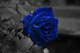 Download hd wallpapers for free on unsplash. Dark Blue Rose Abstract Wallpapers Top Free Dark Blue Rose Abstract Backgrounds Wallpaperaccess