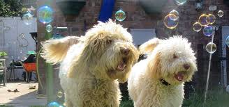 Check spelling or type a new query. What Is Doodle Trust