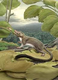 The monotremes are typified by structural differences in their brains, jaws, digestive tract, reproductive tract. Meet Your Mama First Ancestor Of All Placental Mammals Revealed Live Science