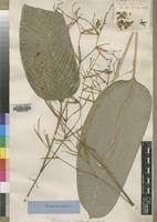 Image result for Marantochloa purpurea