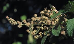 Image result for Bauhinia bowkeri