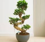 Ficus Ginseng Bonsai S Type House Plant - 95 - 110cm Pot: 27cm