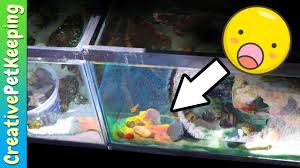 A betta wouldn't really be a good idea in that tank. Double Rainbow In My Fish Tank Youtube
