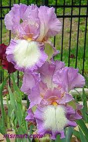 Velvet Ring Tall Bearded Iris Iris Flowers Iris Garden Showy Flowers