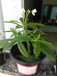 Image result for Talinum fruticosum