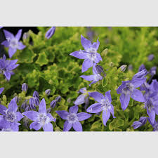 Image result for Alchemilla ellenbeckii