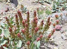 Image result for Justicia lithospermoides