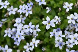 Image result for Nicolasia pedunculata