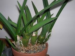 Image result for Eulophia petersii