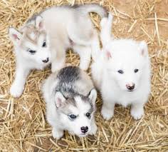 Browse and find alaskan malamute puppies today, on the uk's leading dog only classifieds site. Pics Of Alaskan Malamute Wallpaper For You