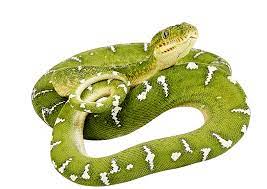 Green Snake Twirling Png Image Snake Clothes Green Animals Green Snake