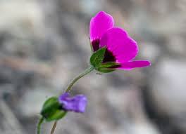 Image result for Geranium ocellatum