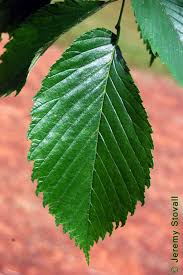 Image result for Ulmaceae