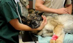 Clinica Veterinaria Foce - Non voglio alimentae la polemica , che tanto filo da torcere ci sta dando da una settimana a questa parte a noi veterinari, sul cibo industriale che si