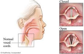 Pin By Callie Mcleroy On Art And Drawing The Voice How To Clear Sinuses Cold Or Allergies