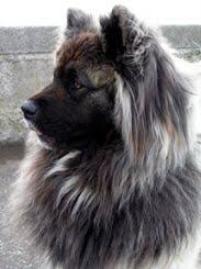 Long Haired Akita 3 So Beautiful Akita Puppies Japanese Akita Akita Dog