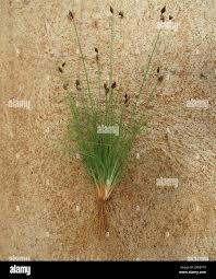 Image result for Bulbostylis hispidula