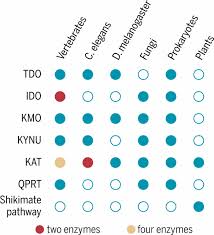 Enzymes are basically proteins that are produced by living organisms to bring about certain metabolic and biochemical reactions in the body. Kynurenines Tryptophan S Metabolites In Exercise Inflammation And Mental Health Science