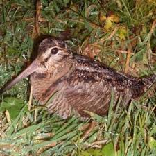 We did not find results for: Les Oiseaux Migrateurs Federation Departementale Des Chasseurs Du Nord 59