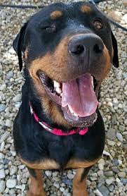 San diego spaniel rescue phone: San Diego Ca Rottweiler Meet Duchess A Pet For Adoption