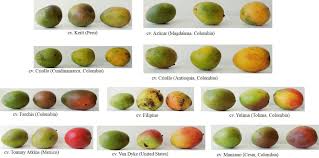 Sep 20, 2020 · a. Frontiers Chemical Composition Of Mango Mangifera Indica L Fruit Nutritional And Phytochemical Compounds Plant Science