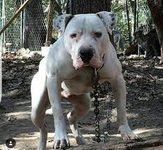 Black And White American Bulldog Pitbull Mix Pin By Tim Woodard On Pitbulls Bully Breeds American Bulldog Real Dog Bully Dog