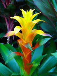 Bromeliad Plants Bromeliads House Plants