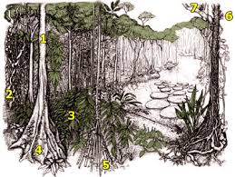 Most of the tropical rainforest animals reside in the canopy and its understory housing many species of insects. Plant Adaptations