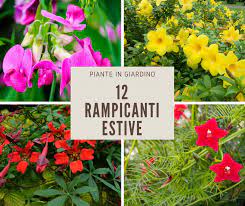 La pianta grassa con i fiori gialli è la prima che fa parte della composizione di piante grasse. 12 Rampicanti Estive Giardinaggio Fiori Animali E Centinaia Di Articoli Passo Passo