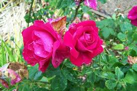 These distinctions might be due to the synonym decision in the 1880s. Rosa General Jacqueminot Alchetron The Free Social Encyclopedia