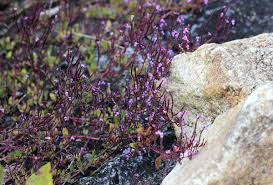 Image result for Aeollanthus ukamensis